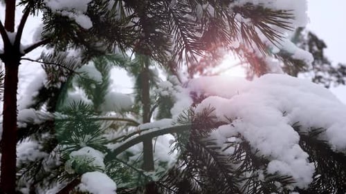 Im Winterwald sind alle Bäume mit Schnee bedeckt