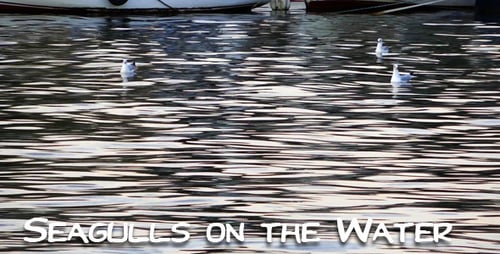 Seagulls Floating on Calm Water near Harbor