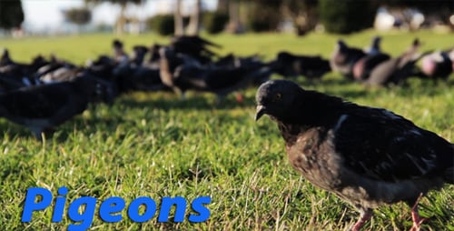 Pigeons in the Seaside