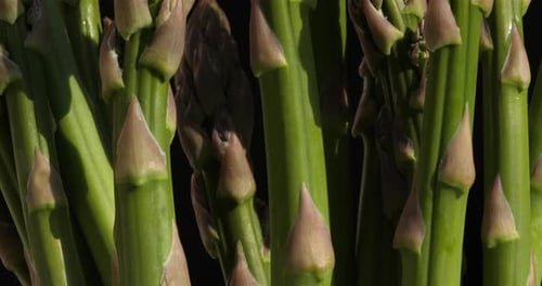 Spargel, auch Gartenspargel genannt