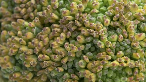 Macro Shot Of Old Yellow Green Broccoli. Natural Broccoli Texture Pattern