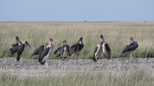 Marabou stork at Nata Bird Sanctuary in Botswana