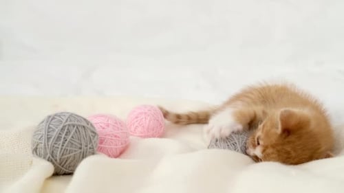 Playful Kitten with Colorful Yarn Balls at Home