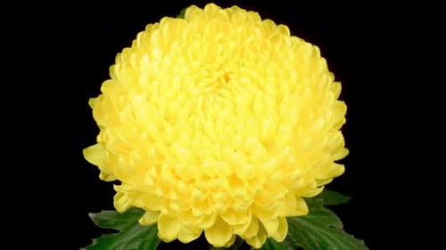 Bright Yellow Flower Blooming in a Close Up View