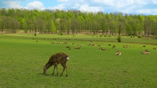 A Herd of Deer in a Green Meadow in the Wild