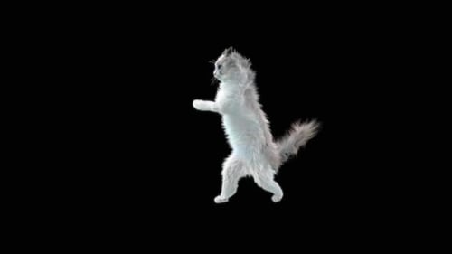Katze tanzt HD