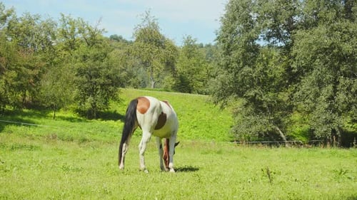 Pferd weidet auf der Wiese