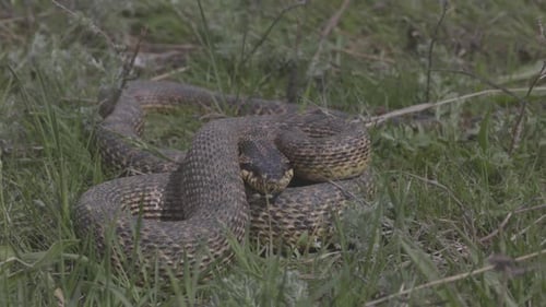 Große fleckige Schlange im Gras Lateinischer Name Elaphe Sauromates