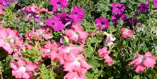 Parterre de fleurs 4