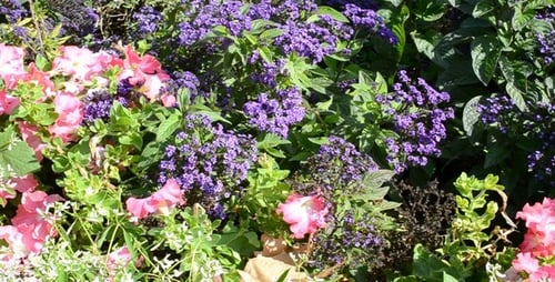 Close Up View of Beautiful Blooming Flowers