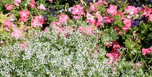Flowers Blooming on a Sunny Day