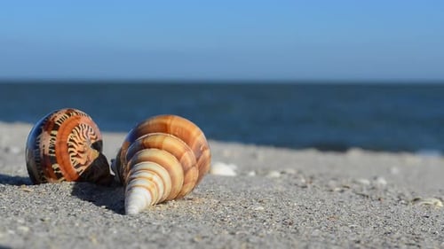 Cockleshells 28