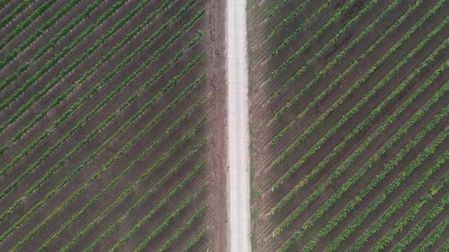 Aerial View of Vineyard with Lush Green Rows