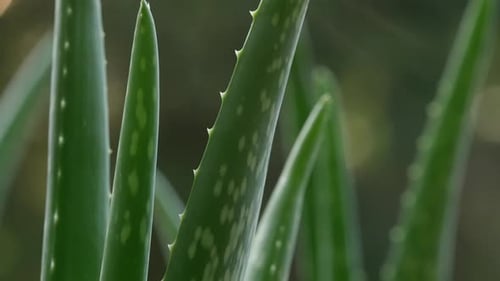 Close-up of the Spiky Aloe Vera Plant