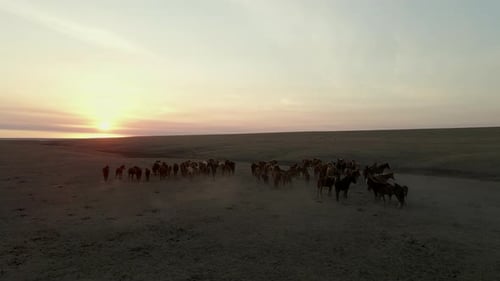 Wild Horses Running. Herd of Horses, Mustangs Running on Steppes To River. Hdr Slow Motion
