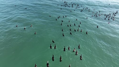 A flock of Wild Ducks swims in the Sea aerial view 4 K