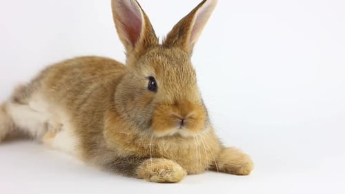 Cute Tan Rabbit Resting on a White Background