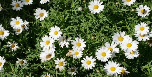 Daisies Blooming in a Vibrant Meadow