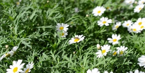 Flower Bed 1