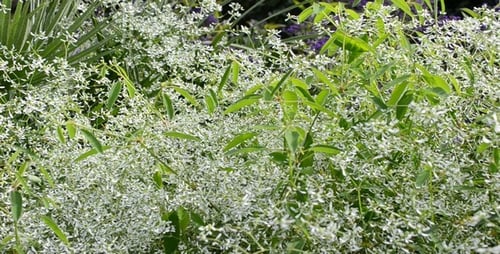 Flower Bed 2