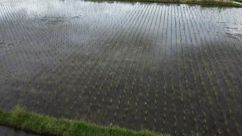 Luftaufnahme von Paddy Fields über die Landwirtschaft auf Bali