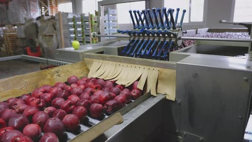 Shiny Red Apples on Conveyor Belt in Factory