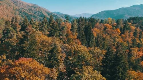 Autumn Forest Aerial View