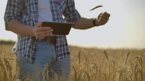 Farmer Using Tablet in Wheat Field