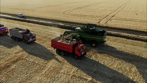 Harvesting Wheat and Loading Grain into Trucks