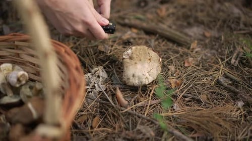 Closeup Mushroom Growing in Forest with Female Caucasian Hands Cutting Fungus with Knife in Slow