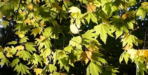 Feuilles d'automne