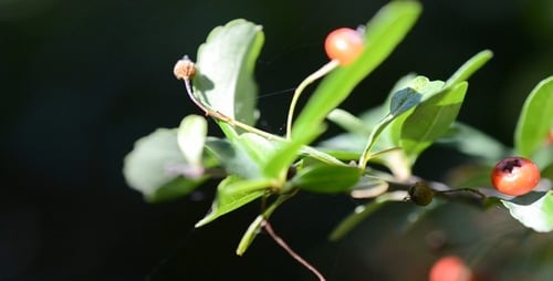 Leafy Branch with Vibrant Red Berries in Daylight