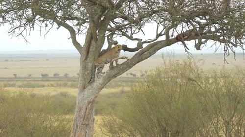 Leopard in an acacia tree