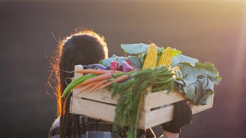 Young Adult Harvesting Vegetables at Sunset