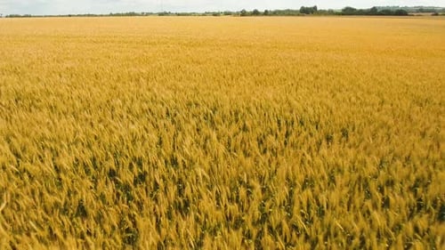 Aerial View of Golden Wheat field.Aerial Video.