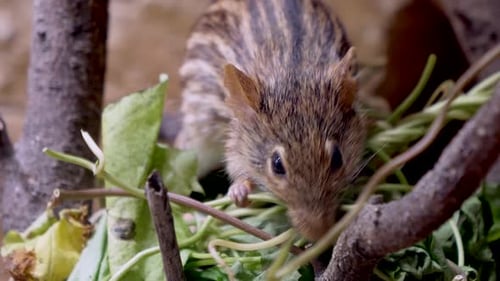 Süße Grasmaus oder Lemniscomy Barbarus, der Pflanzen in der Wildnis frisst, Nahaufnahme