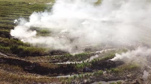 Lot of white smoke release during open burning at paddy field
