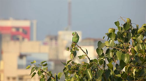 Cotorra anillada