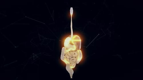 Animated 3D Human Digestive System with Glowing Energy Flow