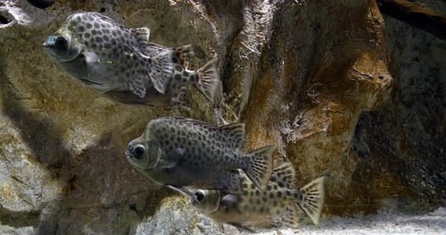 Spotted Scat, Scatophagus argus, Real Time 4K