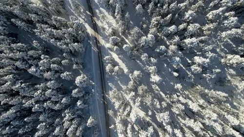 Snowy road through trees and forest
