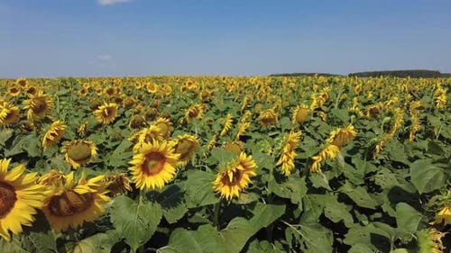 Sunflowers Field in Summer