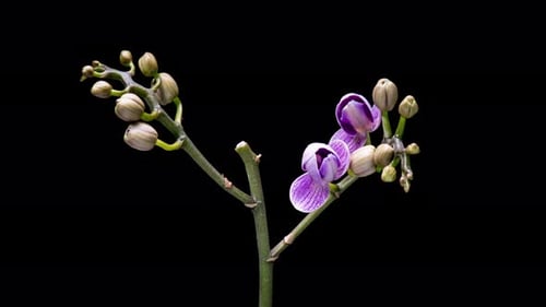 Flores de orquídea Time Lapse