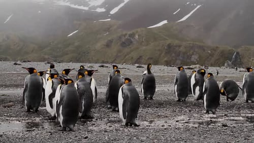 King Penguins On South Georgia Island