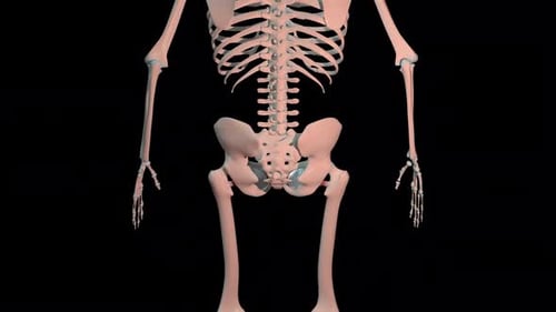 Obturator Externus Muscles Full Roration Loop