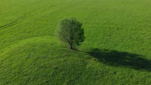 A lone tree on a green plain from a height