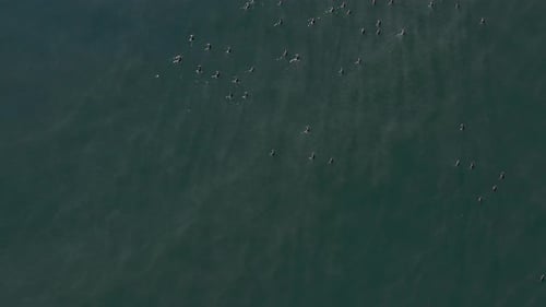 Aerial View of Seabirds Flying Above Ocean