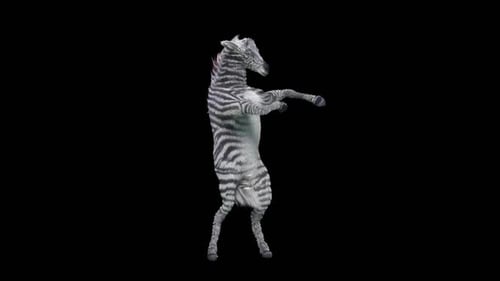 Seamlessly Looping Animated Dancing Zebra