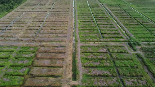 Aerial view the land is used for oil palm plantation.