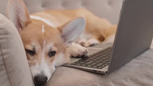 Sleepy Corgi Dog con portátil